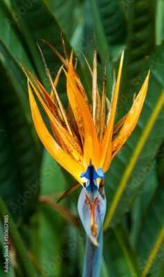 Papier peint  Oiseau de fleur de paradis ou Strelitzia au Guatemala