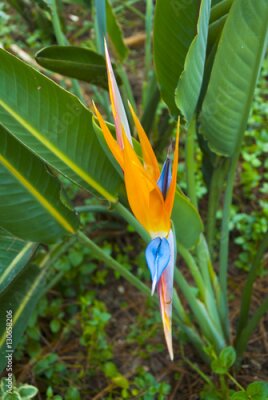 Papier peint  Oiseau de fleur de paradis ou Strelitzia au Guatemala