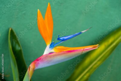 Papier peint  Oiseau de fleur de paradis ou Strelitzia au Guatemala