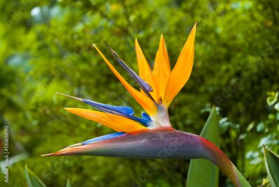 Papier peint  Oiseau de fleur de paradis ou Strelitzia au Guatemala