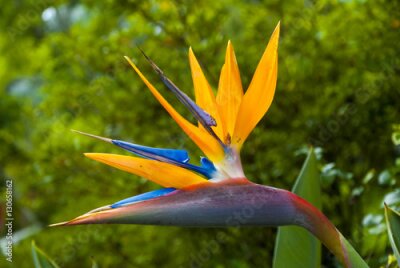 Papier peint  Oiseau de fleur de paradis ou Strelitzia au Guatemala