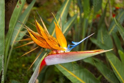 Papier peint  Oiseau de fleur de paradis ou Strelitzia au Guatemala