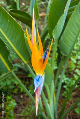 Papier peint  Oiseau de fleur de paradis ou Strelitzia au Guatemala