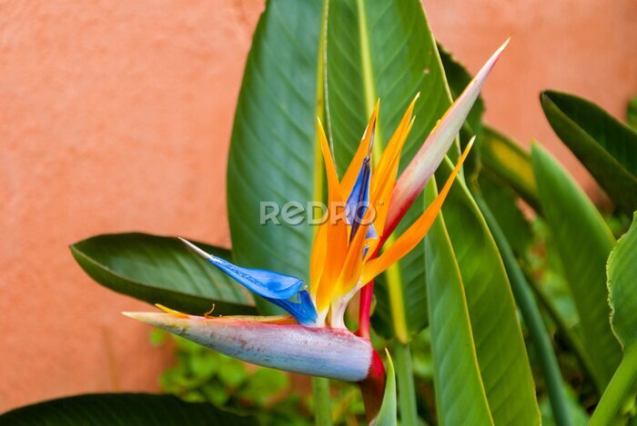 Papier peint  Oiseau de fleur de paradis ou Strelitzia au Guatemala