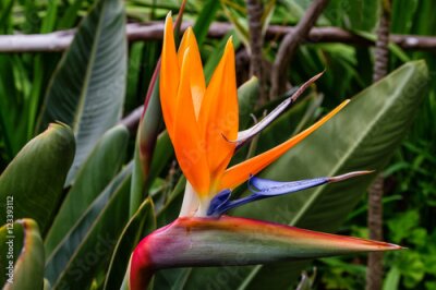 Papier peint  Oiseau de fleur de paradis ou Strelitzia fleur de l'île de Madère, Portugal