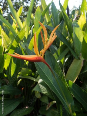 Papier peint  Oiseau de fleur de paradis (strelitzia) dans les jardins australiens