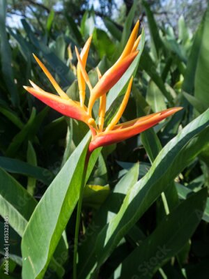 Papier peint  Oiseau de fleur de paradis (strelitzia) dans les jardins australiens