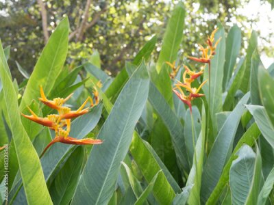 Papier peint  Oiseau de fleur de paradis (strelitzia) dans les jardins australiens