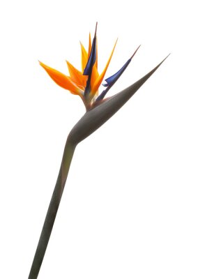 Papier peint  Oiseau de fleur de paradis (Strelitzia) isolé sur fond blanc.