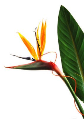 Papier peint  Oiseau de fleur de paradis (strelitzia) isolé sur fond blanc