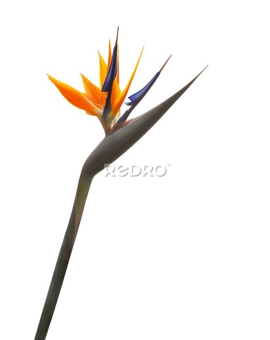 Papier peint  Oiseau de fleur de paradis (Strelitzia) isolé sur fond blanc.