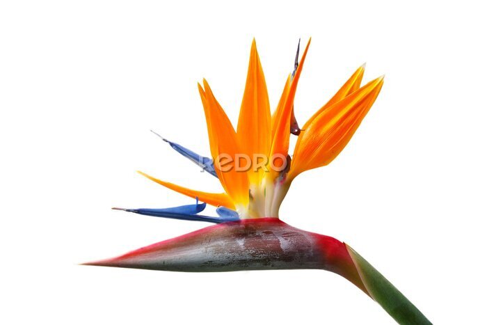 Papier peint  Oiseau de fleur de paradis, Strelitzia. Isolé sur fond blanc