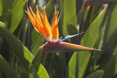 Papier peint  Oiseau de fleur de paradis (Strelitzia Reginae)