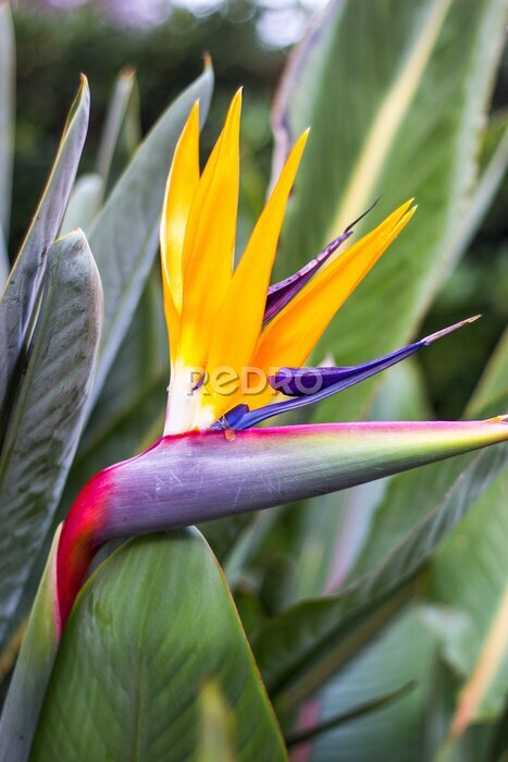 Papier peint  Oiseau de fleur de paradis, Strelitzia reginae