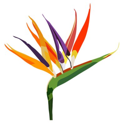 Papier peint  Oiseau de fleur du paradis (Strelitzia) isolé sur blanc