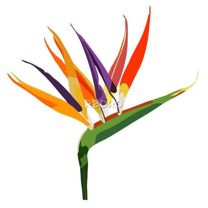 Papier peint  Oiseau de fleur du paradis (Strelitzia) isolé sur blanc