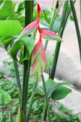 Papier peint  oiseau de paradis Belle fleur jaune Strelitzia Reginae