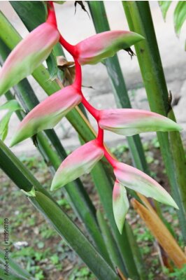 Papier peint  oiseau de paradis Belle fleur jaune Strelitzia Reginae