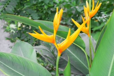 Papier peint  oiseau de paradis Belle fleur jaune Strelitzia Reginae
