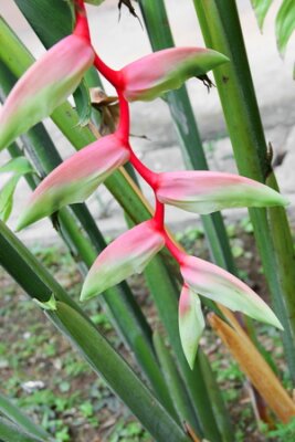 Papier peint  oiseau de paradis belle fleur rouge heliconia Strelitzia Reginae