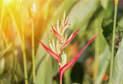 Papier peint  Oiseau de paradis, Belle fleur rouge (île de Strelitzia Reginae Madeira) avec le ton de lumière du coucher du soleil.