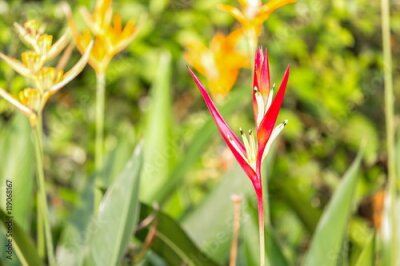Papier peint  oiseau de paradis Belle fleur rouge Strelitzia Reginae