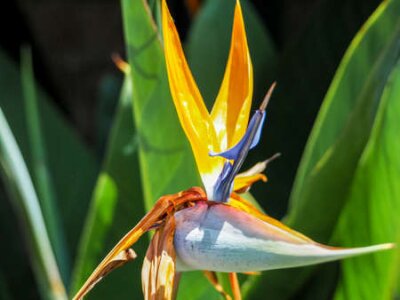 Papier peint  oiseau de paradis Belle fleur rouge Strelitzia Reginae