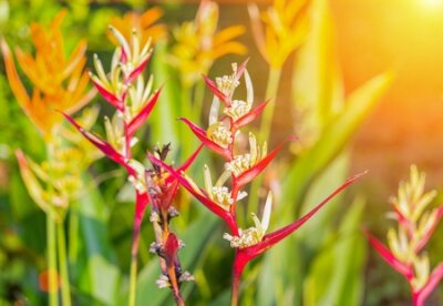 Papier peint  oiseau de paradis, belle fleur rouge (Strelitzia Reginae Madeira island) avec un ton de lumière du coucher du soleil.