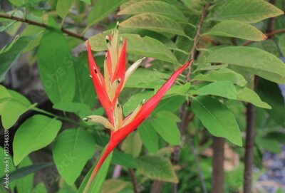Papier peint  oiseau de paradis Belle fleur rouge Strelitzia Reginae: Sélectionnez la mise au point avec une faible profondeur de champ.