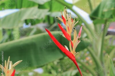 Papier peint  oiseau de paradis Belle fleur rouge Strelitzia Reginae: Sélectionnez la mise au point avec une faible profondeur de champ.