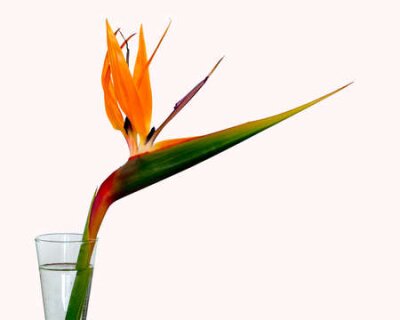 Papier peint  Oiseau de paradis coloré (Strelitzia) dans un pot de fleurs avec de l'eau, contre isolé sur fond blanc