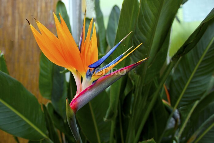 Papier peint  Oiseau de paradis de fleurs (de strelitzia).