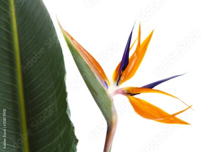 Papier peint  Oiseau de paradis de fleurs (de strelitzia) isolé sur arrière-plan blanc