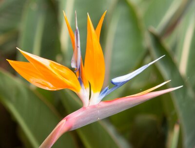 Papier peint  Oiseau de paradis de fleurs (Strelitzia)