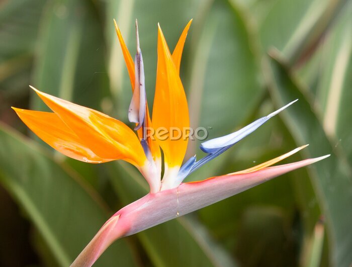 Papier peint  Oiseau de paradis de fleurs (Strelitzia)