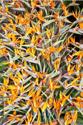 Papier peint  Oiseau de paradis de fleurs (Strelitzia) bouquet