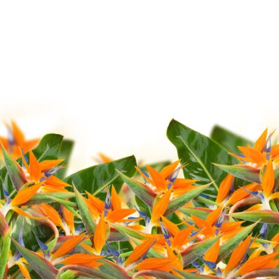 Papier peint  Oiseau de paradis de fleurs (Strelitzia) fleurs frontière isolé sur blanc bacground