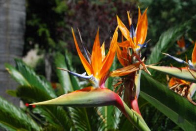 Papier peint  Oiseau de paradis de fleurs (Strelitzia), Gibraltar, Royaume-Uni.
