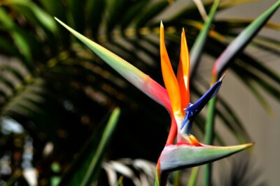 Papier peint  Oiseau de paradis de fleurs - Strelitzia reginae