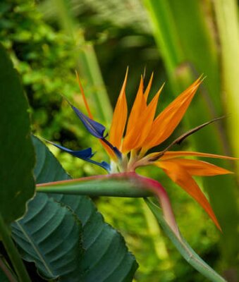 Papier peint  Oiseau de paradis de fleurs (Strelitzia reginae)