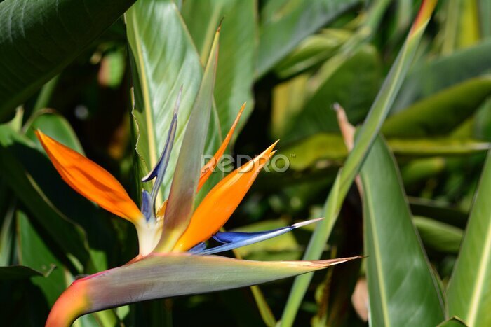 Papier peint  Oiseau de paradis de fleurs - Strelitzia reginae