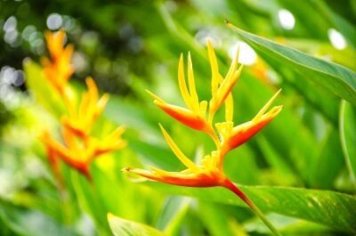 Papier peint  Oiseau de paradis de fleurs, Strelitzia reginae Banks ex Dryand