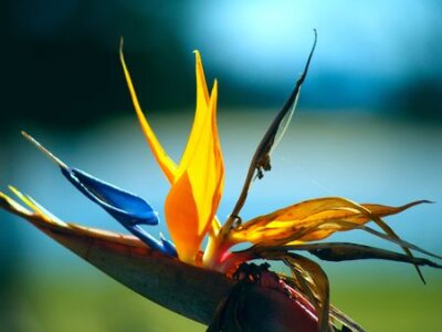 Papier peint  Oiseau de paradis de fleurs (Strelitzia reginae) en Australie