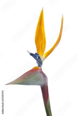 Papier peint  Oiseau de paradis de fleurs (Strelitzia reginae) isolé sur blanc b