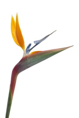 Papier peint  Oiseau de paradis de fleurs (Strelitzia reginae) isolé sur fond blanc