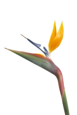 Papier peint  Oiseau de paradis de fleurs (Strelitzia reginae) isolé sur fond blanc