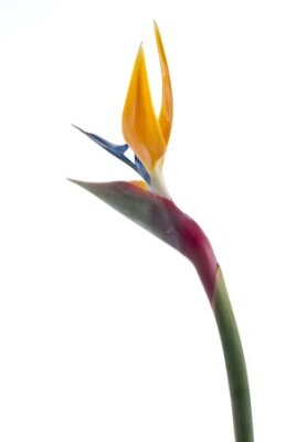 Papier peint  Oiseau de paradis de fleurs (Strelitzia reginae) isolé sur fond blanc