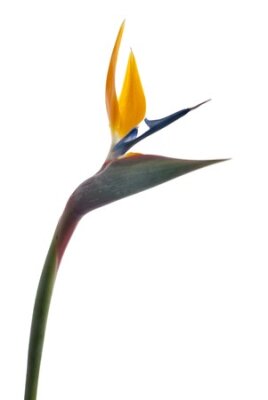 Papier peint  Oiseau de paradis de fleurs (Strelitzia reginae) isolé sur fond blanc
