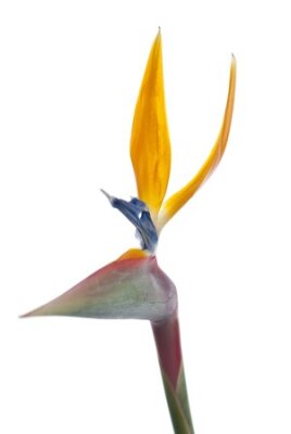 Papier peint  Oiseau de paradis de fleurs (Strelitzia reginae) isolé sur fond blanc