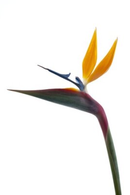 Papier peint  Oiseau de paradis de fleurs (Strelitzia reginae) isolé sur fond blanc
